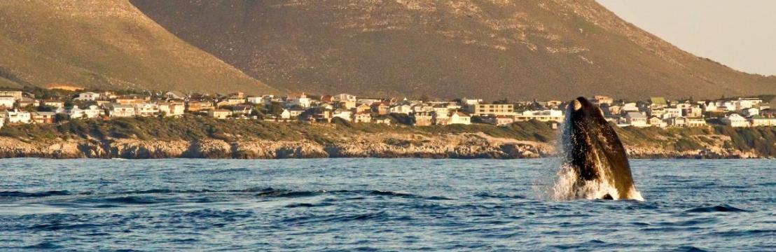 Hermanus