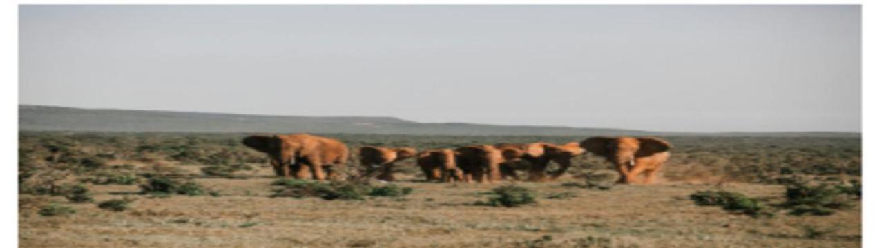 Velvet Trails Tour and Travel kenya